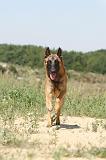 MALINOIS 326